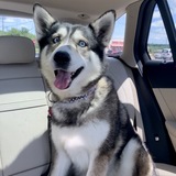 Entry image for Ellie