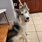 Entry image for Bella