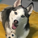 Entry image for Sadie