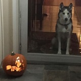 Entry image for Sadie