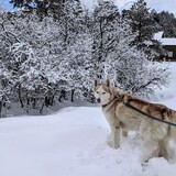 Entry image for Kami