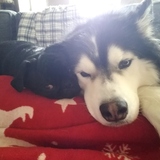 Entry image for Ari the Husky and Eggsy the Pug Ison