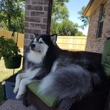 Entry image for Ari Ison