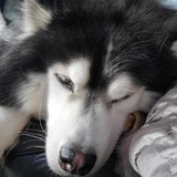 Entry image for Ari Ison