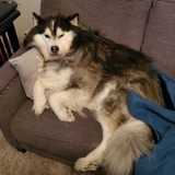 Entry image for Ari Ison