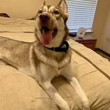 Entry image for Dani