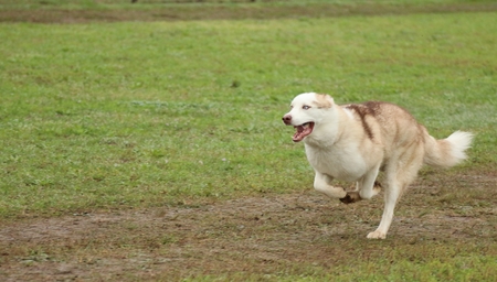 Entry image for Raja. Clicking this image will show a larger photo