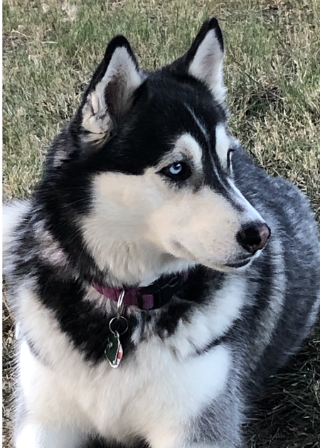 Entry image for Haley (Jellybean). Clicking this image will show a larger photo