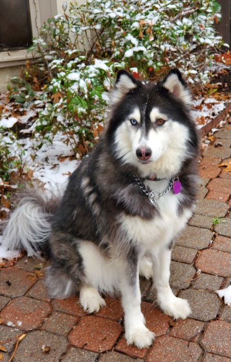 Entry image for Kira. Clicking this image will show a larger photo