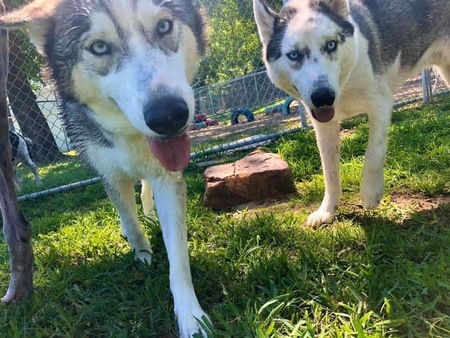 Entry image for Miska and Atka Shirey. Clicking this image will show a larger photo