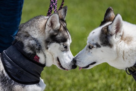 Entry image for Atka and Miska Shirey. Clicking this image will show a larger photo