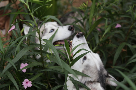 Entry image for Aston and Isis. Clicking this image will show a larger photo