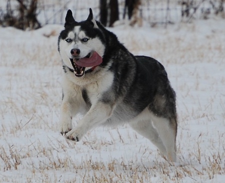 Entry image for Max. Clicking this image will show a larger photo
