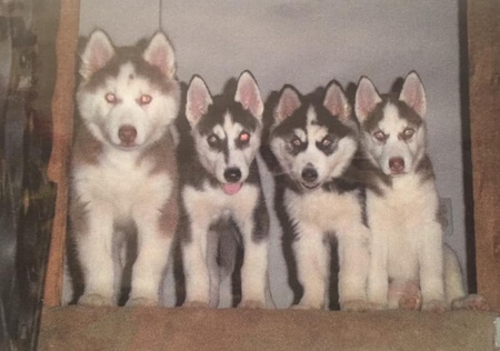 Entry image for Sierra, Harley, Splash & Winston. Clicking this image will show a larger photo