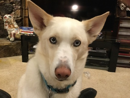 Entry image for Marley. Clicking this image will show a larger photo