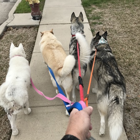 Entry image for Quinn, Marley, Blanca, & Ving. Clicking this image will show a larger photo