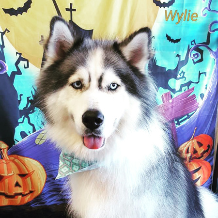 Entry image for Wylie. Clicking this image will show a larger photo