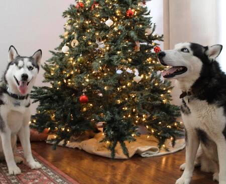 Entry image for Smokey . Clicking this image will show a larger photo