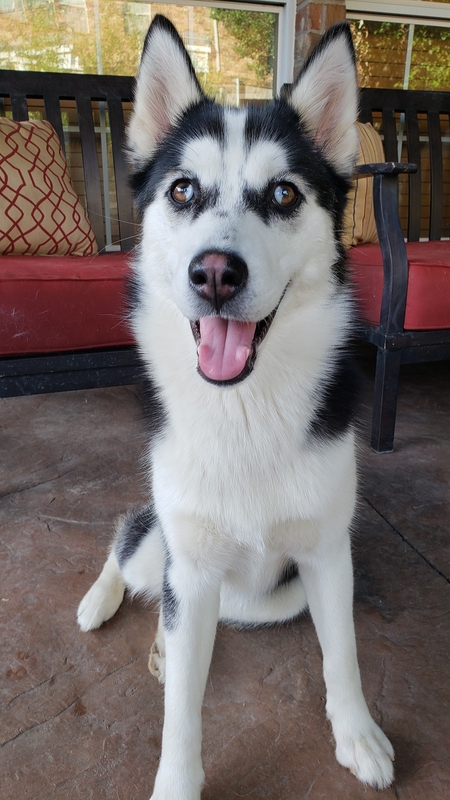 Entry image for Vada(Aggie). Clicking this image will show a larger photo