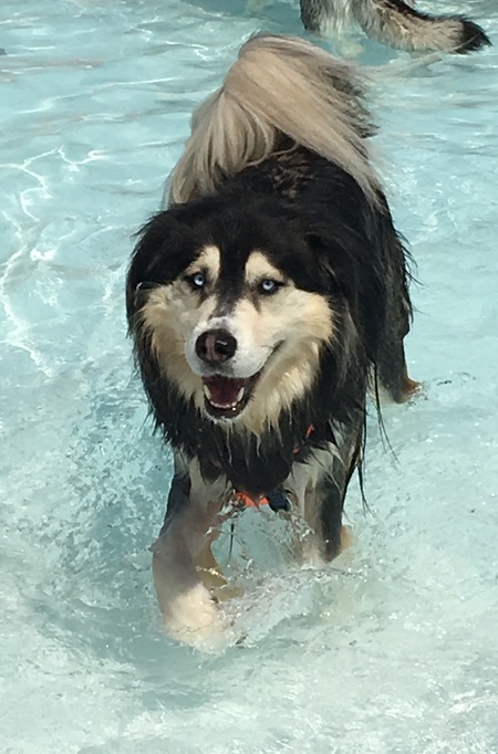 Entry image for Meeko. Clicking this image will show a larger photo
