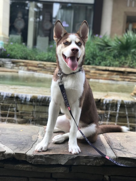 Entry image for Riley. Clicking this image will show a larger photo