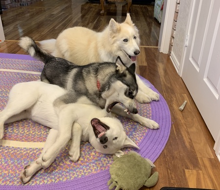 Entry image for Furby, Dixie and Lollie. Clicking this image will show a larger photo
