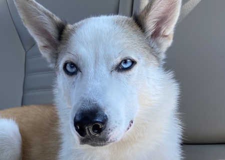 Entry image for MAKO. Clicking this image will show a larger photo