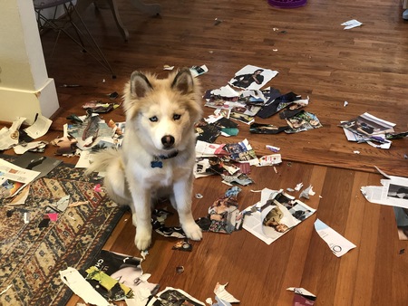 Entry image for Bear. Clicking this image will show a larger photo