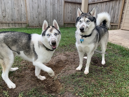 Entry image for Atka and Miska. Clicking this image will show a larger photo