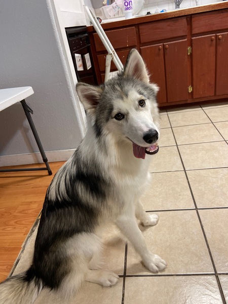 Entry image for Bella. Clicking this image will show a larger photo