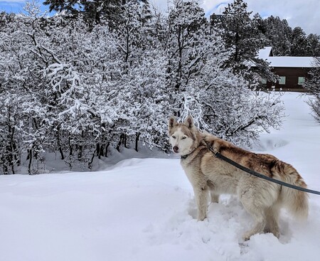 Entry image for Kami. Clicking this image will show a larger photo