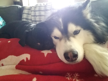 Entry image for Ari the Husky and Eggsy the Pug Ison. Clicking this image will show a larger photo