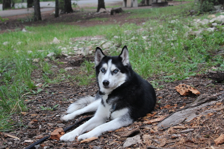 Entry image for Frankie . Clicking this image will show a larger photo