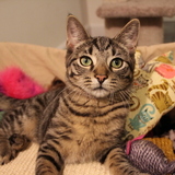 Entry image for Pauly