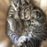 Entry image for Finn and Echo