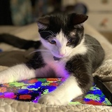 Entry image for Gateaux (Toesy)