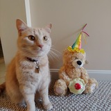 Entry image for Pippin