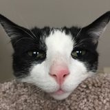 Entry image for Claudia 