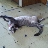 Entry image for Luna