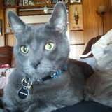 Entry image for Smokey Bear