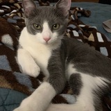 Entry image for Snowball