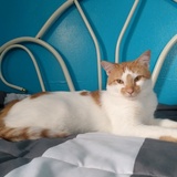 Entry image for Butterscotch