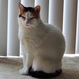 Entry image for Neko