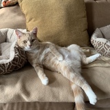 Entry image for Suki