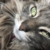 Entry image for Taffy