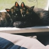 Entry image for Lexi Lou & Lola Lou (Lou Lou sisters)