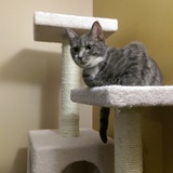 Entry image for Jafar