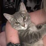 Entry image for Mint Tea