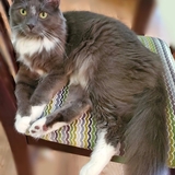 Entry image for Fred