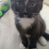 Entry image for Pumpkin